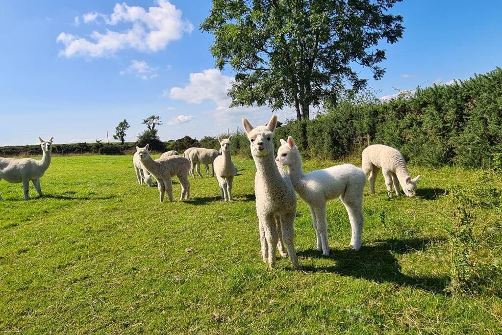 The Alpaca Farmhouse With Hot Tub And Alpaca Experience Included Dromara 外观 照片