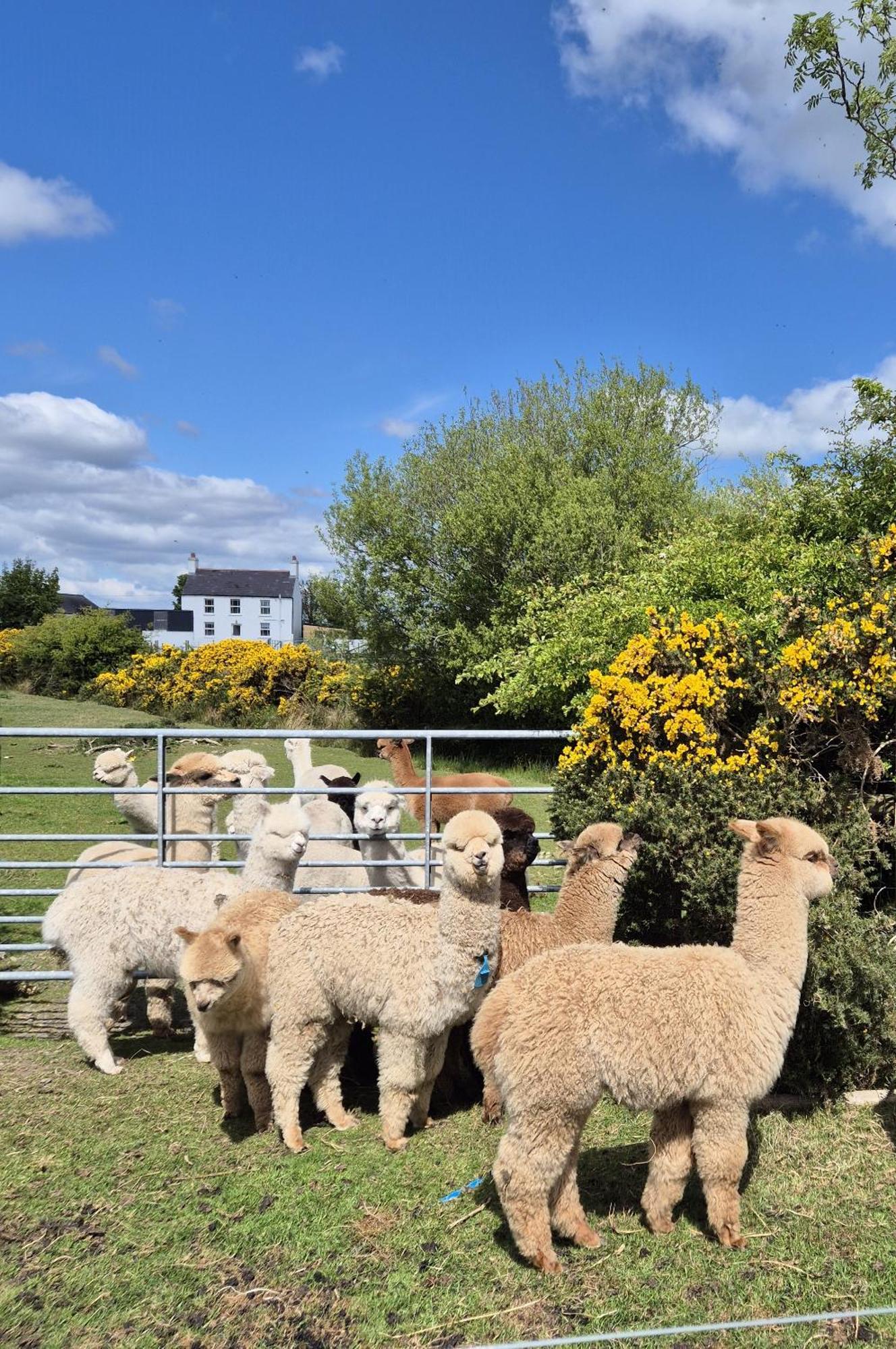 The Alpaca Farmhouse With Hot Tub And Alpaca Experience Included Dromara 外观 照片